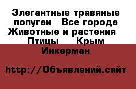 Элегантные травяные попугаи - Все города Животные и растения » Птицы   . Крым,Инкерман